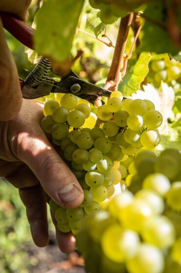 Hand-harvesting Chardonnay grapes at Roebuck vineyard in Sussex