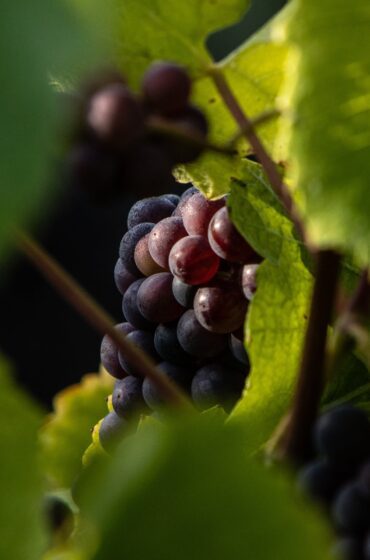 Blanc de Noirs grapes