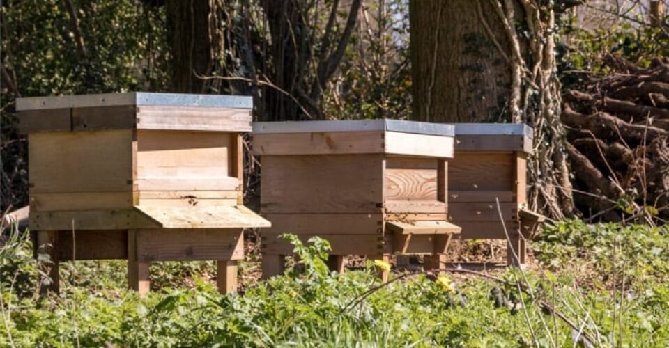Sustainability at Roebuck Estates - bee hives