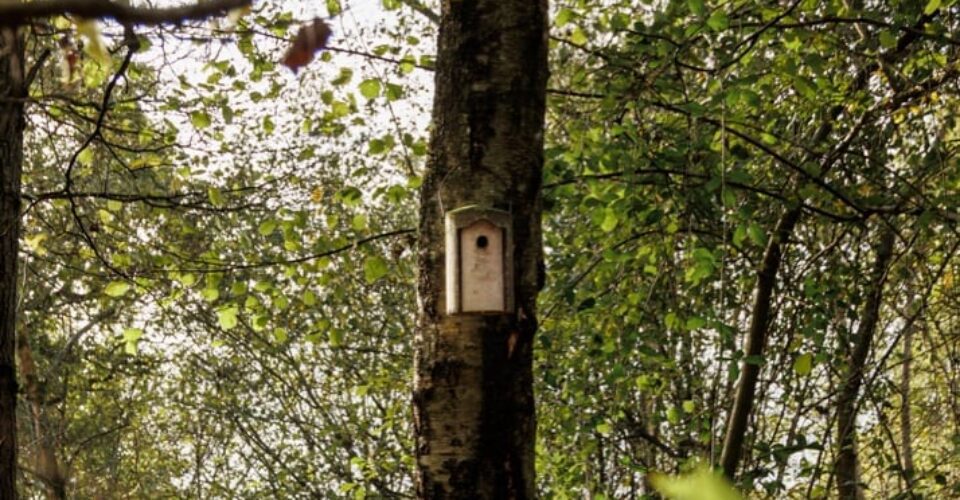 Sustainability at Roebuck Estates - installing bird boxes