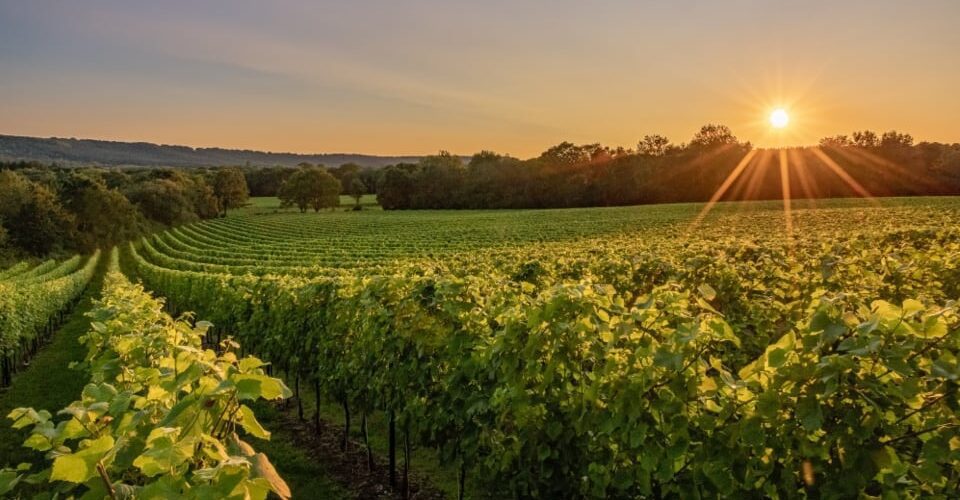 Little Brockhurst Vineyard at Roebuck Estates