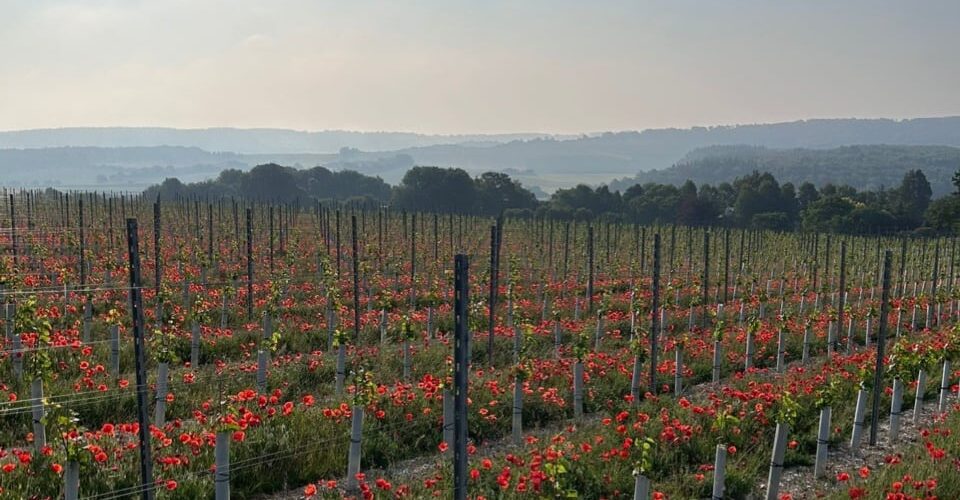 Chalkhill Blue Vineyard at Roebuck Estates