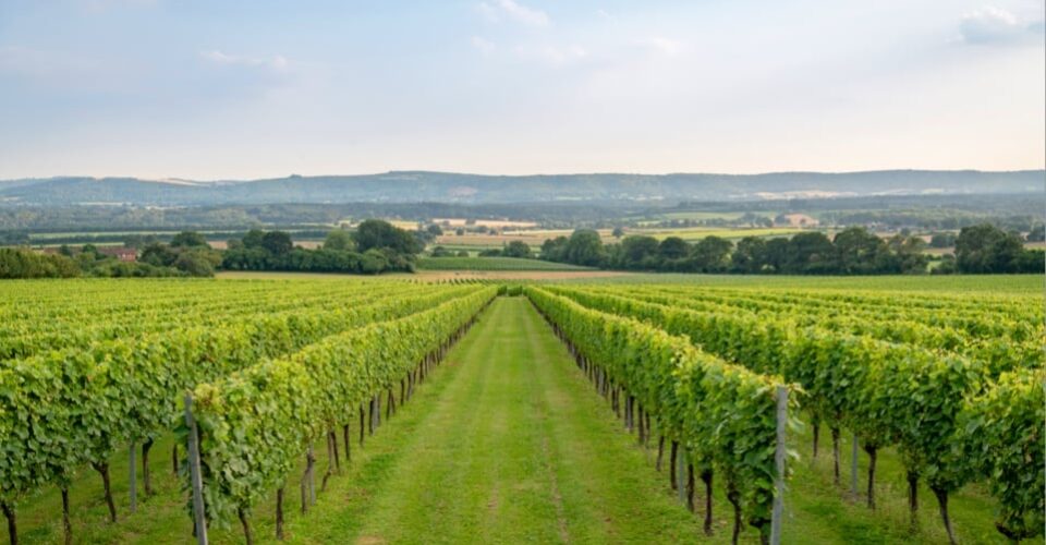 Roebuck Vineyard at Roebuck Estates