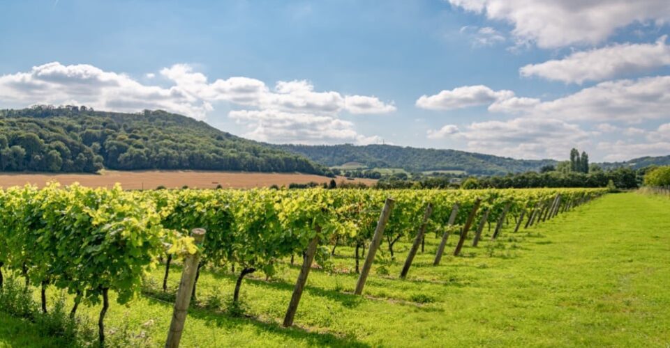 Roman Villa Vineyard at Roebuck Estates