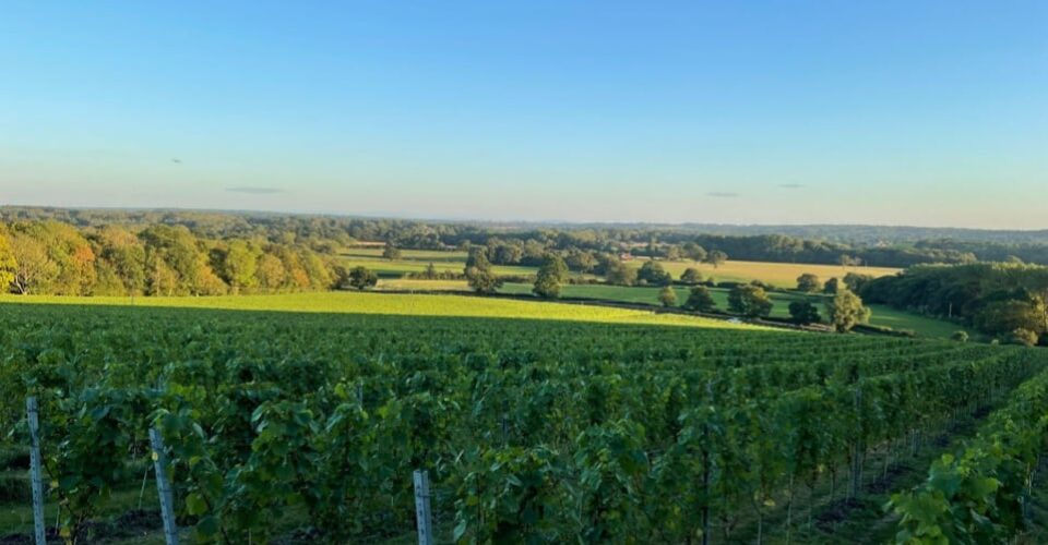 Waterlands Vineyard at Roebuck Estates