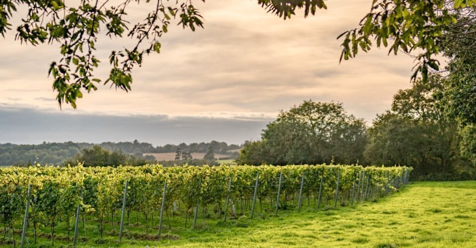 Hazelhurst Vineyard at Roebuck Estates