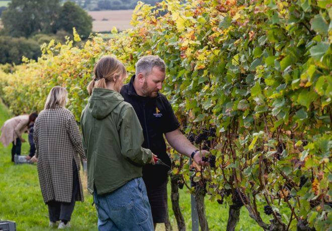 Roebuck Viticulture Academy - harvest time