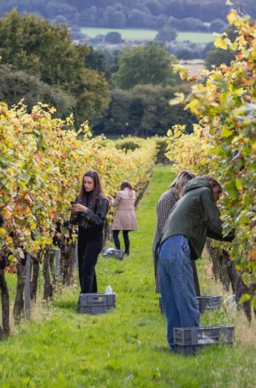 Roebuck Viticulture Academy - harvest