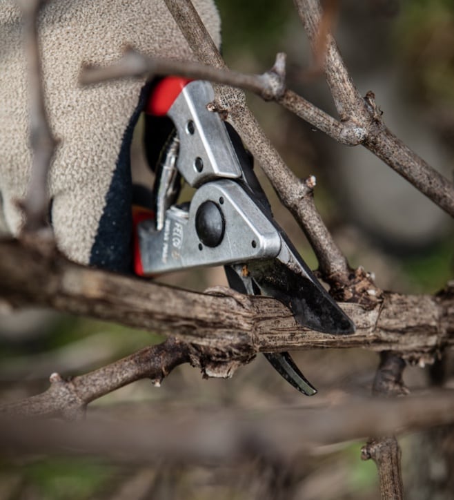 Roebuck Viticulture Academy - pruning