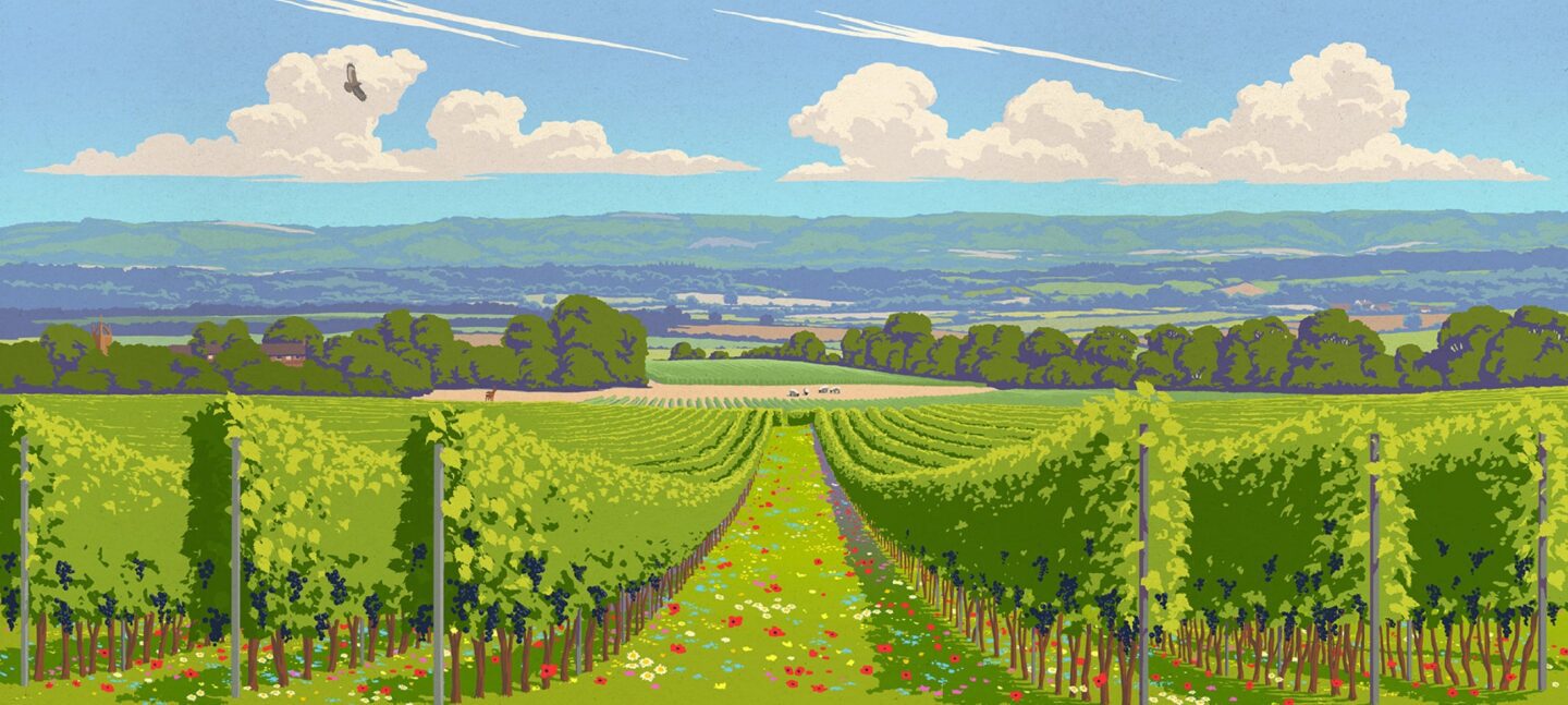 Roebuck Estates Vineyard Illustration