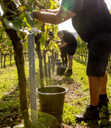 Group of workers harvesting the grapes at Roebuck Estate Sussex Vineyard.