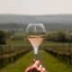 Glass on Vineyard