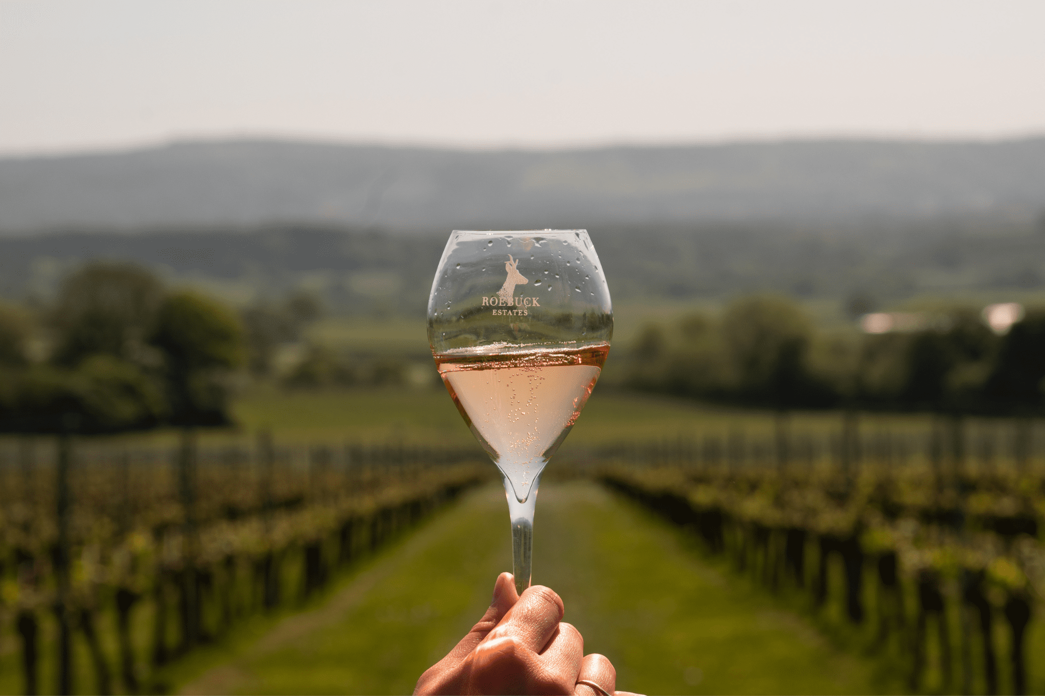 Glass on Vineyard
