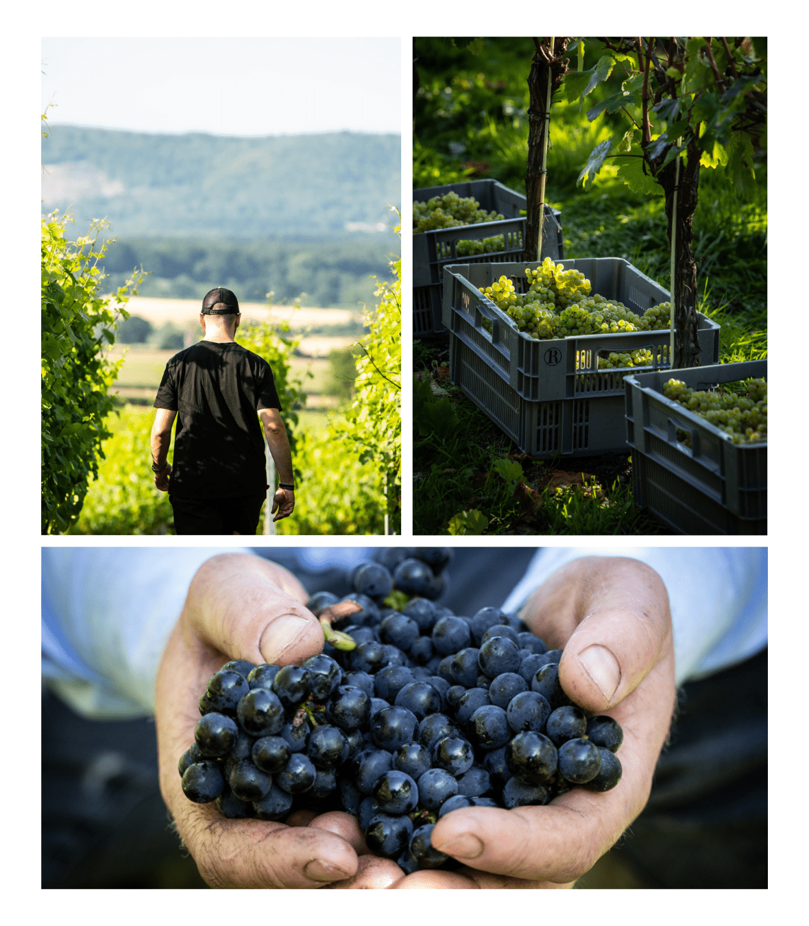 Picking grapes in vineyard. Hands holding grapes. walking in vineyard.
